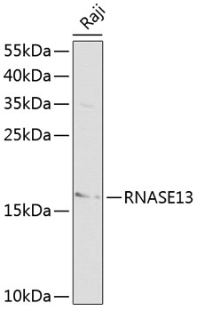 RNASE13 Rabbit pAb