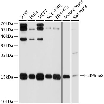 DiMethyl-Histone H3-K4 Rabbit pAb