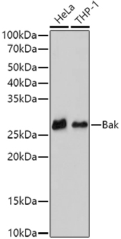 Bak Rabbit mAb