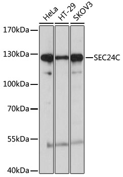 SEC24C Rabbit pAb