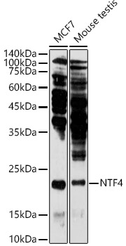 NTF4 Rabbit pAb