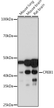 CREB1 Rabbit mAb