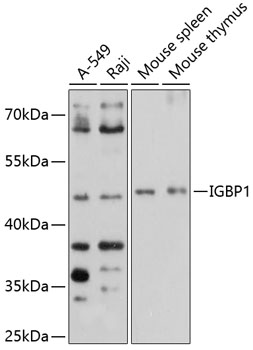 IGBP1 Rabbit pAb