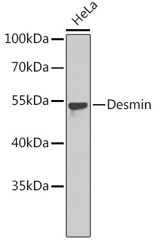 Desmin Rabbit pAb