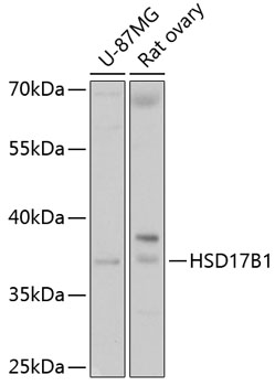 HSD17B1 Rabbit pAb