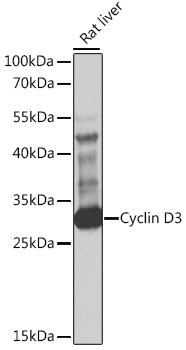 Cyclin D3 Rabbit pAb