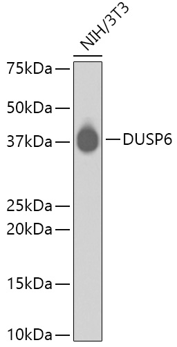 DUSP6 Rabbit mAb