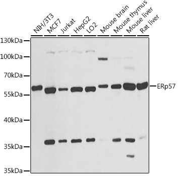 ERp57 Rabbit pAb