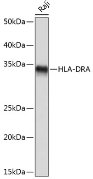 HLA-DRA Rabbit mAb