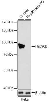 [KO Validated] Hsp90_ Rabbit pAb
