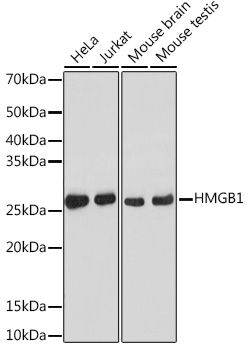 HMGB1 Rabbit mAb