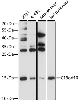 C19orf10 Rabbit pAb