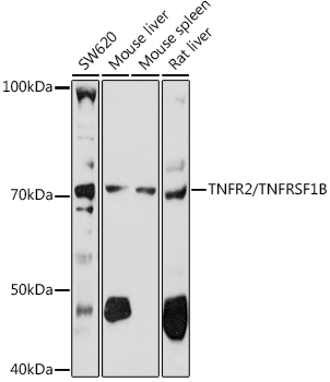TNFR2/TNFRSF1B Rabbit pAb