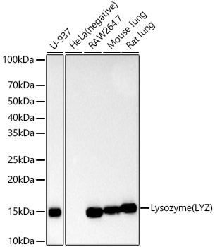 Lysozyme (LYZ) Rabbit mAb