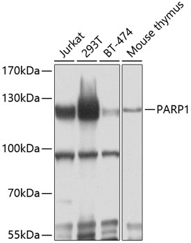 PARP1 Rabbit pAb