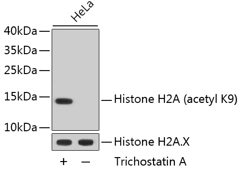 Acetyl-Histone H2A-K9 Rabbit mAb