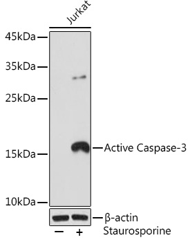 Active Caspase-3 Rabbit mAb