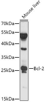 Bcl-2 Rabbit pAb
