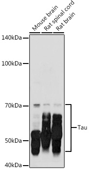 Tau Rabbit pAb