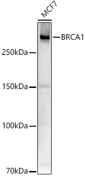 BRCA1 Rabbit pAb