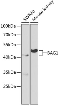 BAG1 Rabbit pAb
