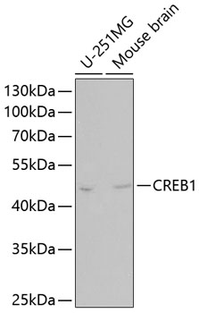 CREB1 Rabbit pAb
