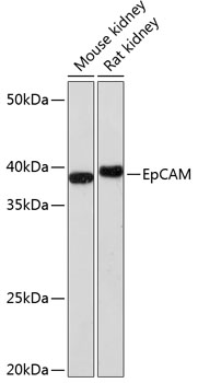 EpCAM Rabbit mAb