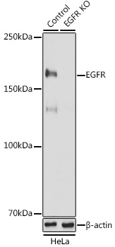 [KO Validated] EGFR Rabbit pAb