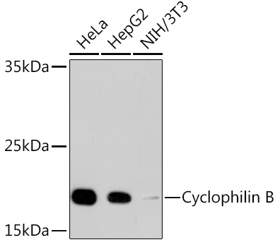 Cyclophilin B Rabbit mAb