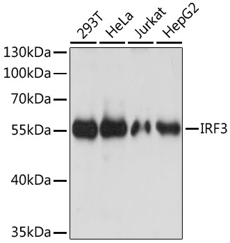 IRF3 Rabbit pAb