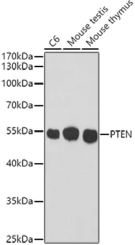 PTEN Mouse mAb
