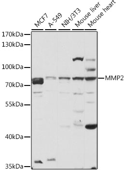 MMP2 Rabbit pAb