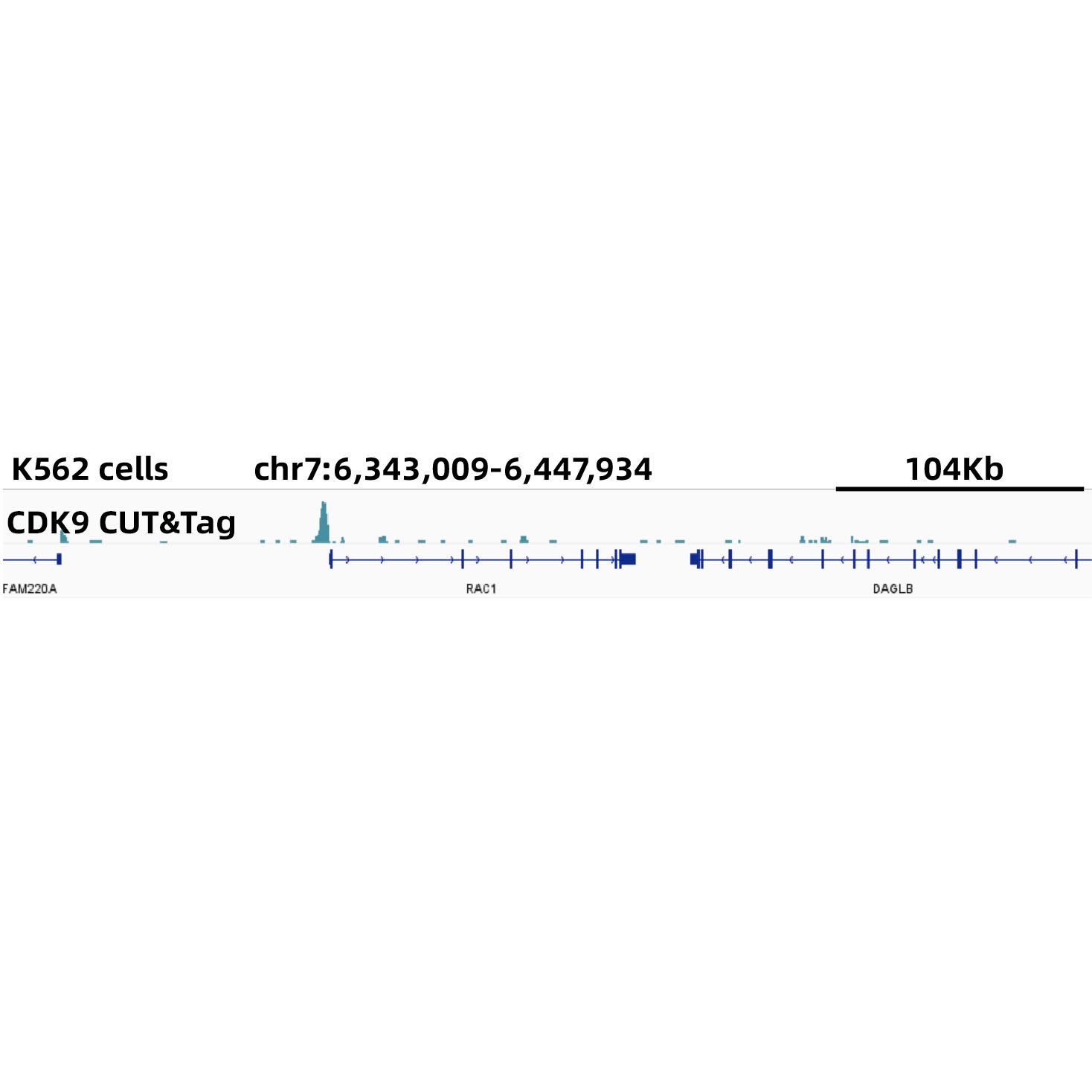 [KO Validated] CDK9 Rabbit mAb