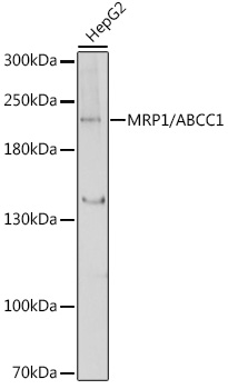 MRP1/ABCC1 Rabbit pAb