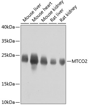 MTCO2 Rabbit pAb