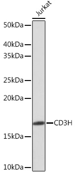 CD3H Rabbit mAb
