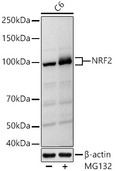 NRF2 Rabbit pAb