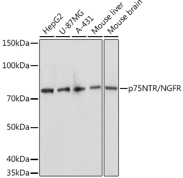 p75NTR/NGFR Rabbit pAb