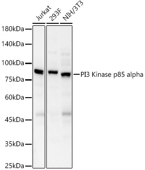 PI3 Kinase p85 alpha Rabbit pAb