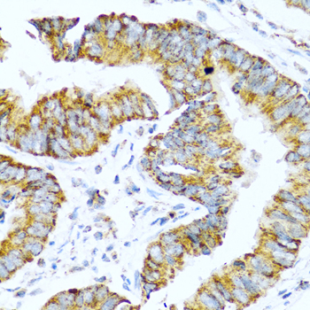 Pro-glucagon Rabbit pAb