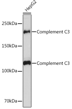 Complement C3 Rabbit mAb