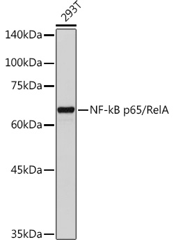 NF-kB p65/RelA Rabbit pAb