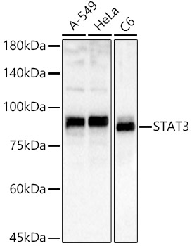 STAT3 Rabbit pAb