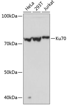 Ku70 Rabbit mAb