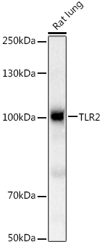 TLR2 Rabbit pAb
