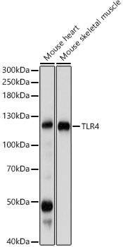 TLR4 Rabbit pAb