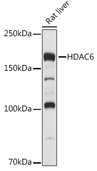 HDAC6 Rabbit pAb