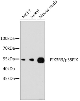 PIK3R3/p55PIK Rabbit mAb