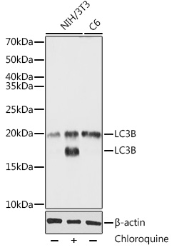 LC3B Rabbit pAb