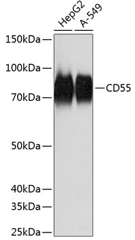 CD55 Rabbit mAb